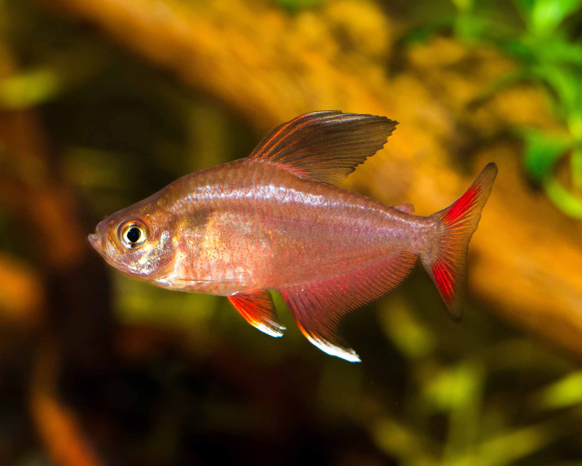 Hyphessobrycon bentosi (Jewel Tetra)